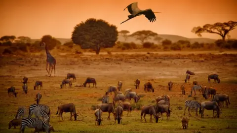 Getty Images National park, Kenya
