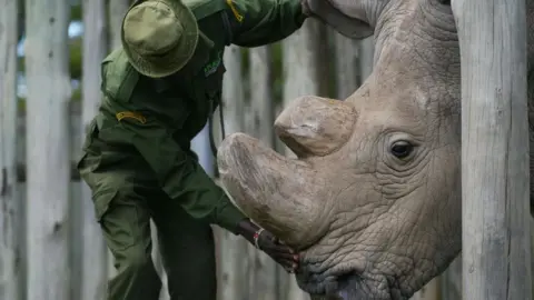Getty Images Sudan, rhino
