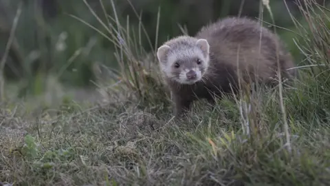 Tom McDonnell A ferret on Rathlin Island