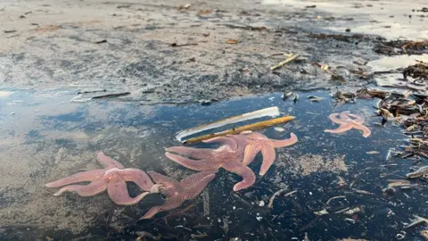 BBC Dead starfish washed up on Saltburn beach