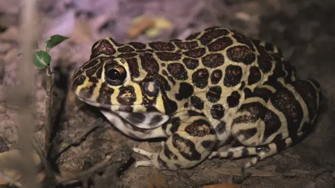 Isis Ibañez Sante Fe frog