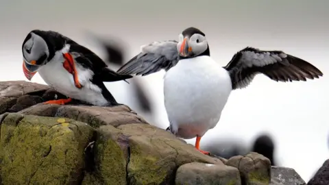 PA Puffin