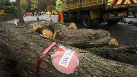 PA Tree felling in Sheffield