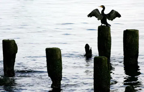 DON EMMERT/GETTY IMAGES Cormorant