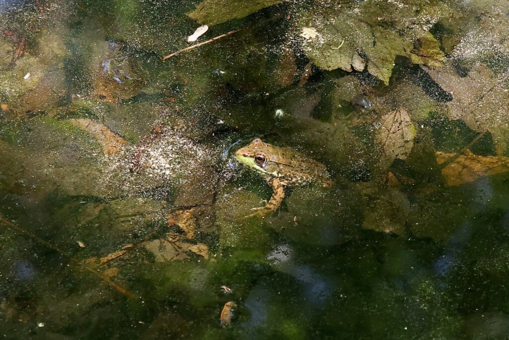 Croydon Woods, a Superfund site, earns environmental stewardship awards Croydon Woods, a Superfund site, earns environmental stewardship awards