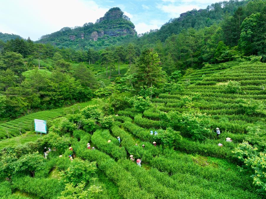 Tea-culture exchange brews stronger China-Africa ties-Xinhua