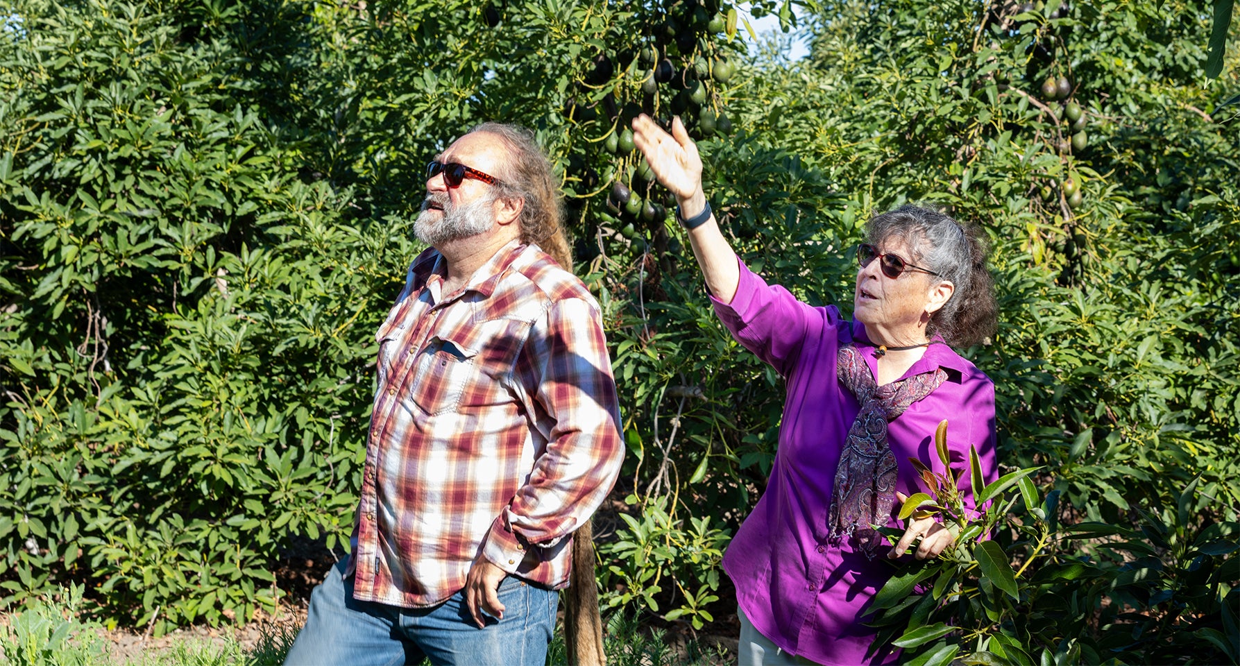 Luna UCR avocado is one of TIME’s ‘2023 best inventions’ | UCR News