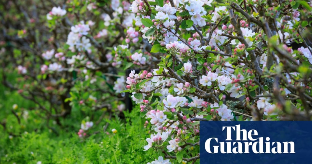 UK genetics project looks for lost apple varieties to protect fruit in climate crisis | Genetics UK genetics project looks for lost apple varieties to protect fruit in climate crisis | Genetics
