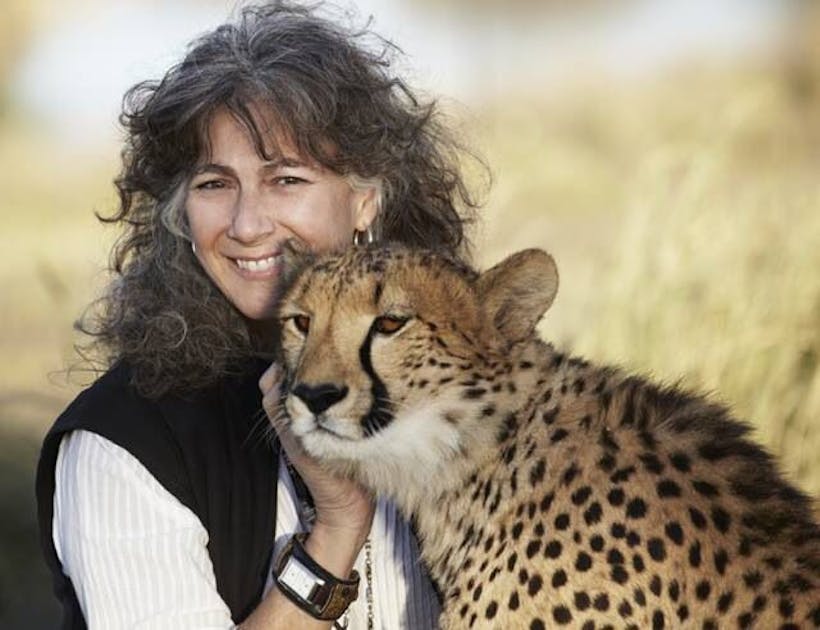 Dr. Laurie Marker and local communities unite to save cheetahs from extinction. Dr. Laurie Marker and local communities unite to save cheetahs from extinction.