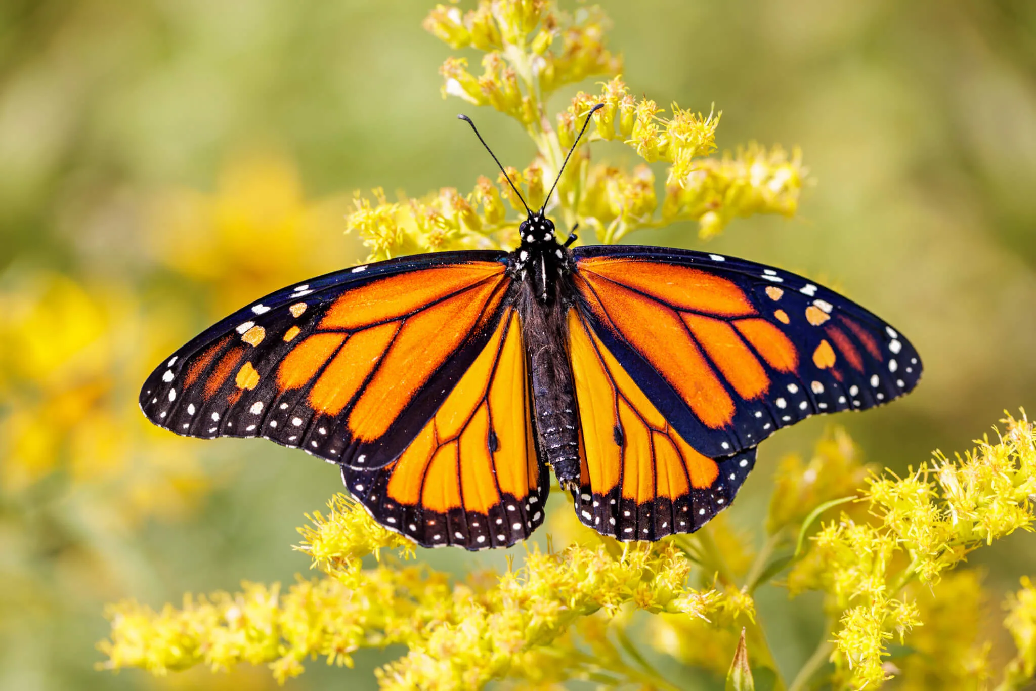 14 Municipalities Unite to Save the Monarch Butterfly 14 Municipalities Unite to Save the Monarch Butterfly