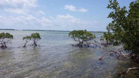 Florida’s Mangroves | Florida Department of Environmental Protection