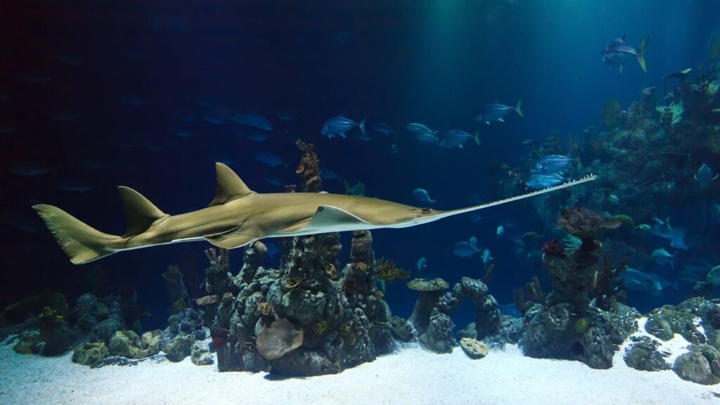 United Nations Adopts Groundbreaking High Seas Treaty to Protect the Environment United Nations Adopts Groundbreaking High Seas Treaty to Protect the Environment