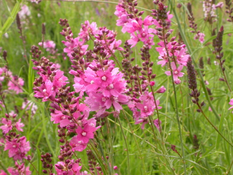 Oregon lags in environmental protection as state’s Democratic leaders do little to help • Oregon Capital Chronicle