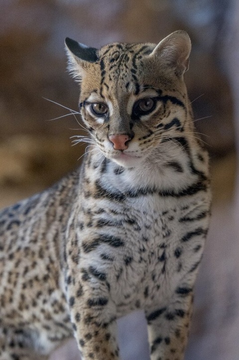 Biden Administration Waives Laws to Rush Border Wall Construction Through Texas Wildlands