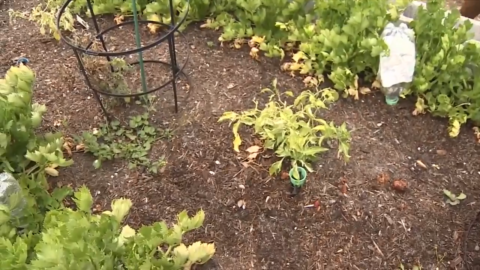 South Floridians spread awareness about protecting the environment on Earth Day – WSVN 7News | Miami News, Weather, Sports