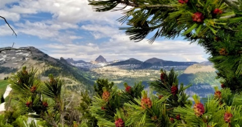 Protecting threatened and endangered species in a changing climate