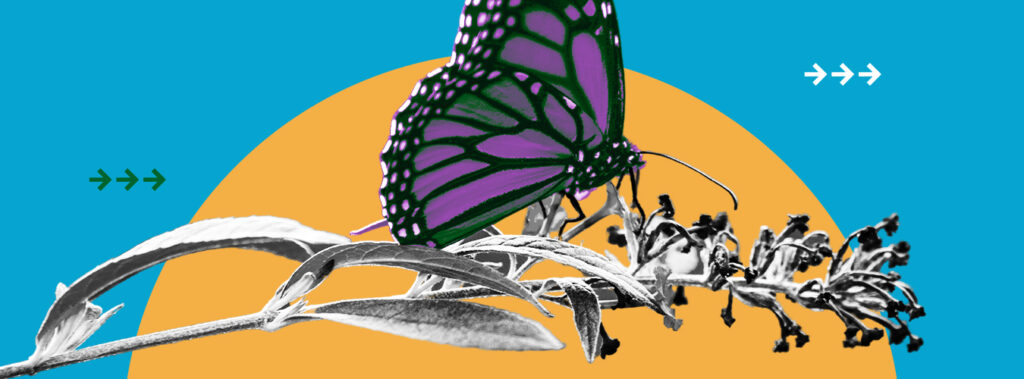 Biodiversity – our strongest natural defense against climate change