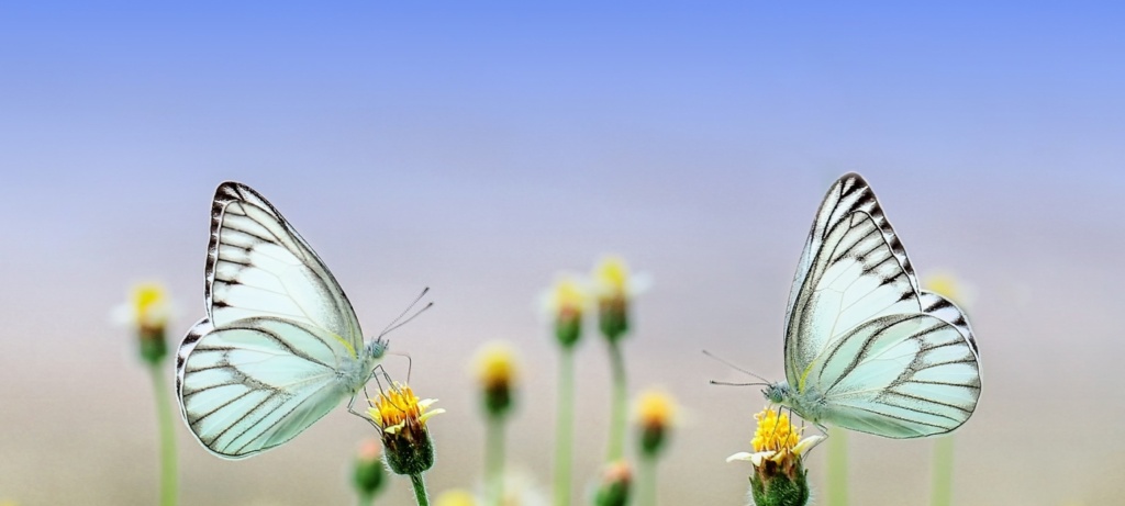 UNEP steps up work on zoonotics, protecting environment to reduce pandemic risks