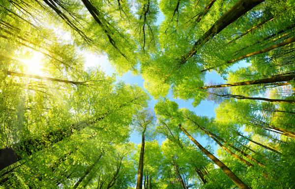 Protecting the Environment | Rotary International