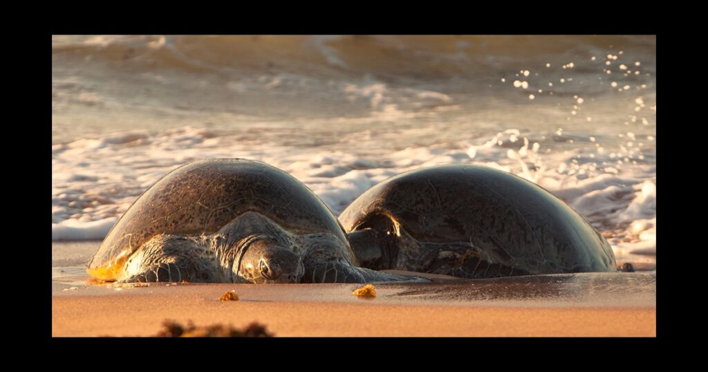 Protecting the Environment — Chevron