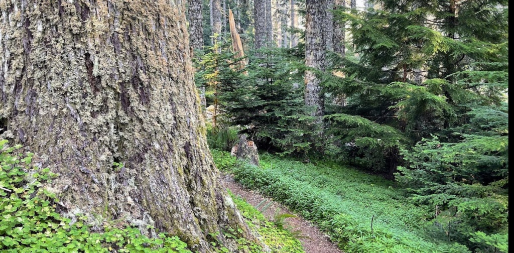 Old forests are critically important for slowing climate change and merit immediate protection from logging
