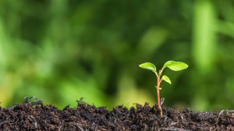 How to Be (or Find) a Truly Great Teaching Mentor