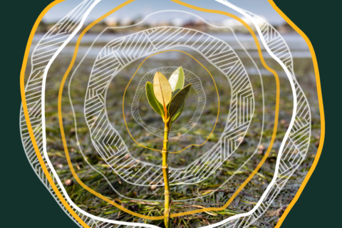 Progressing our Nature Positive law reforms