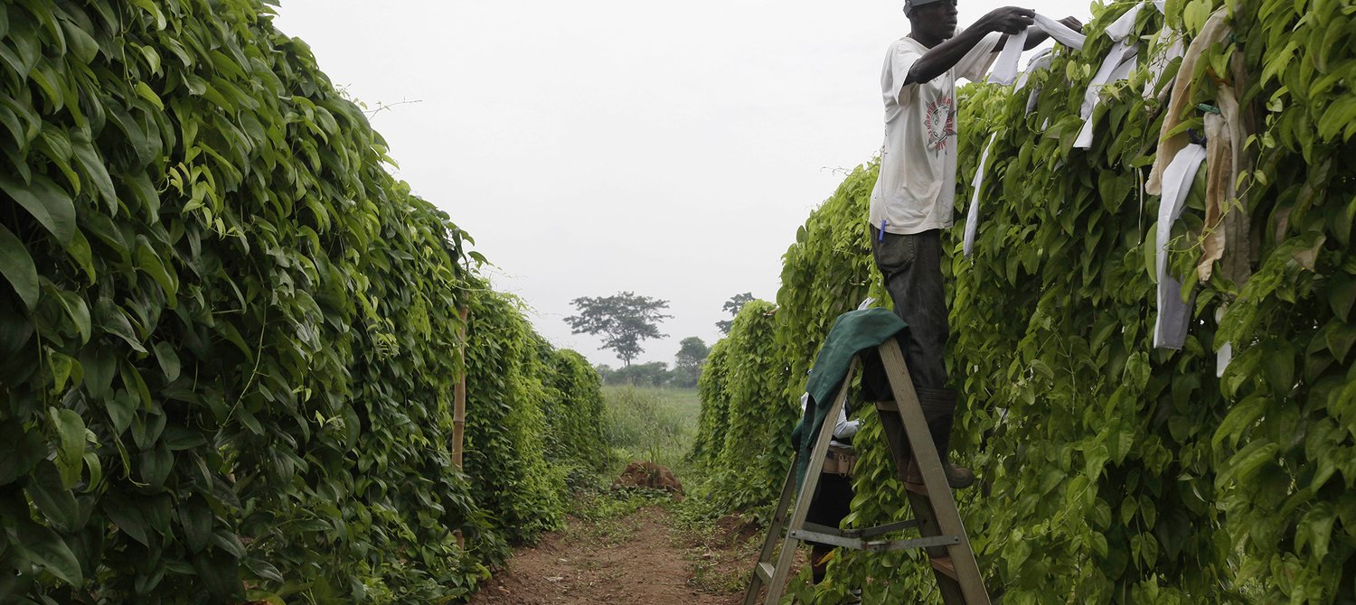 How Can Investing in Youth Leaders Combat Record Unemployment in Nigeria?