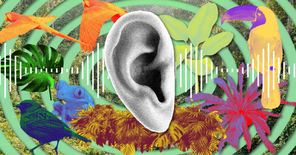 How to Use Sound and AI to Protect the Environment – The Markup