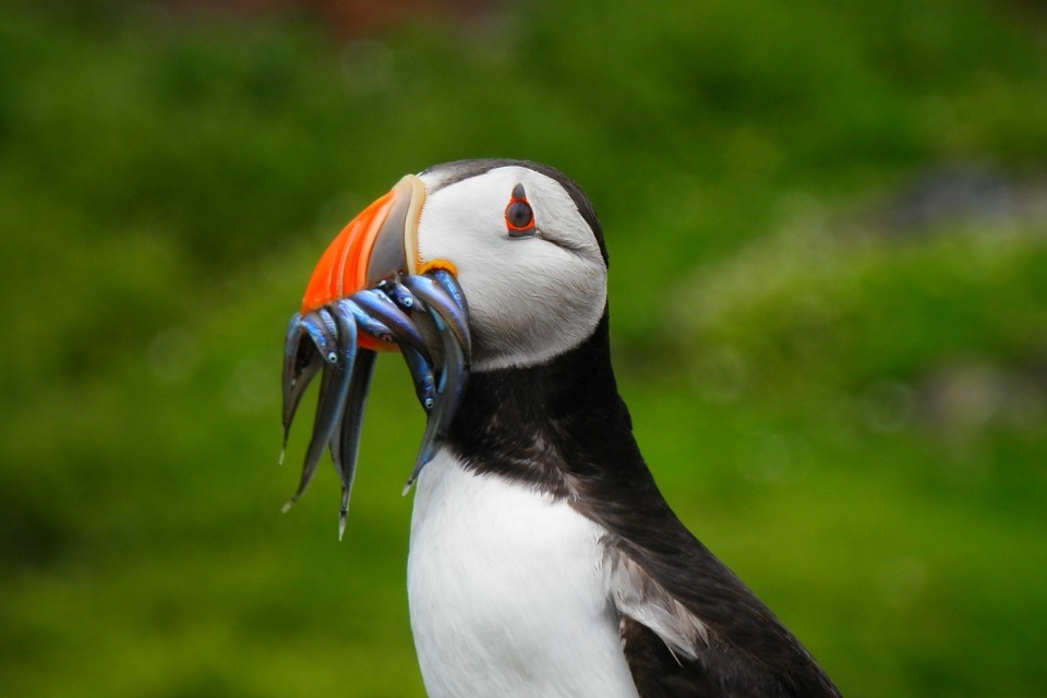 Nature recovery to be accelerated as the government delivers on measures to protect land and sea