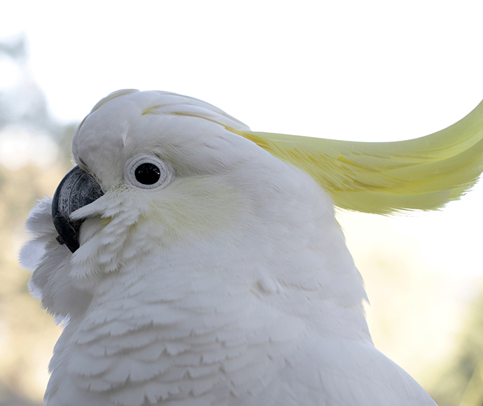 Protected species | NSW Environment and Heritage Protected species | NSW Environment and Heritage