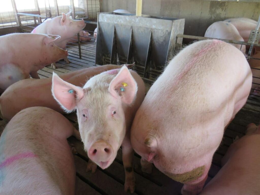 Iowa environmental groups ask EPA to protect drinking water from agricultural runoff Iowa environmental groups ask EPA to protect drinking water from agricultural runoff