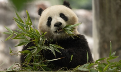 Let giant pandas continue to be a bridge of China-US cultural exchanges