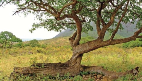 Oman encourages communities to protect environment