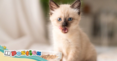 Letters from readers: Helping animals, wishing for peace and protecting the environment