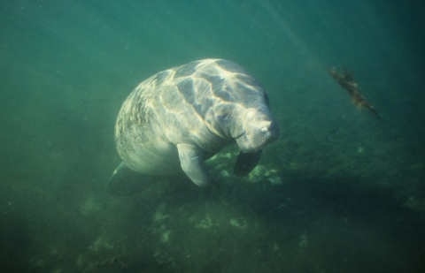 Rainforest Trust Celebrates World Environment Day with 50 Million Acres Protected Milestone – Rainforest Trust