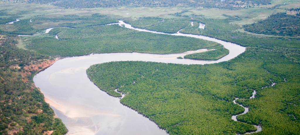 How a salt-loving tree is helping to protect Mozambique from climate change How a salt-loving tree is helping to protect Mozambique from climate change