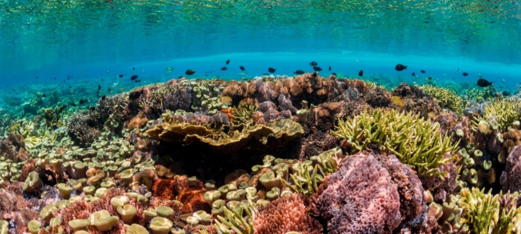 Why protecting coral reefs matters | UNEP