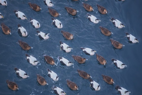 Species protection and conservation | European Environment Agency’s home page