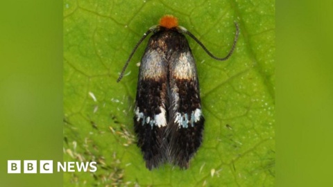 Dorset farm moth discovery is ‘significant find’, experts say