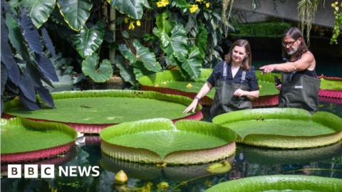 Scientists discover new giant water lily species