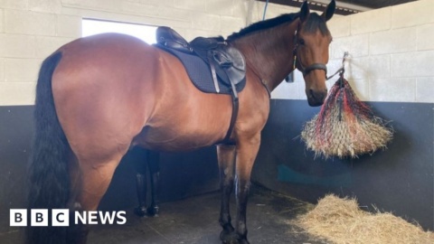 Bristol Bus boycott police horse renaming competition cancelled