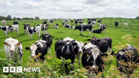 Daera’s ammonia emission advice did not comply with law