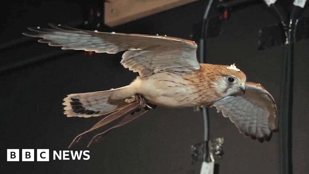 Secrets of hovering kestrels could help city drones