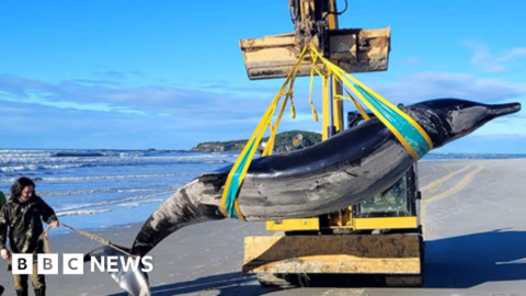 ‘World’s rarest spade-toothed whale’ washes up on New Zealand beach