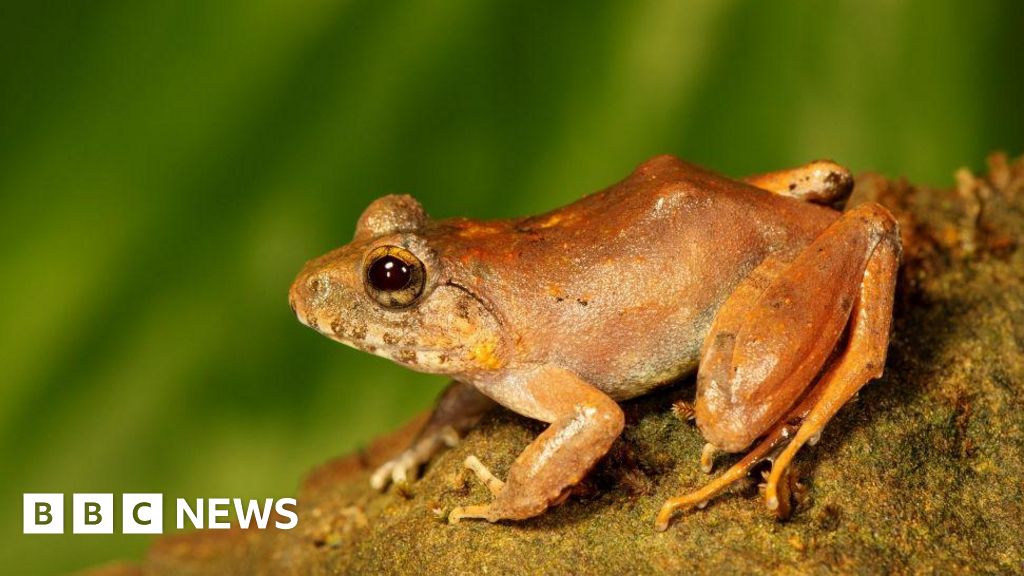 The ‘upside-down’ sex life of a rare Indian frog revealed The ‘upside-down’ sex life of a rare Indian frog revealed