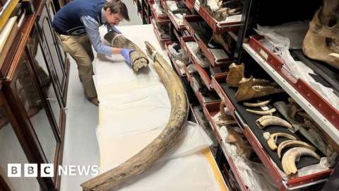 Leeds Ice Age tusk conserved during deep clean