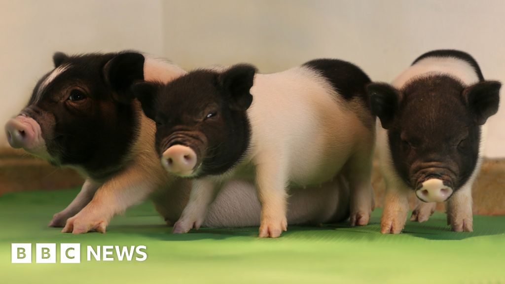 GM pigs take step to being organ donors GM pigs take step to being organ donors