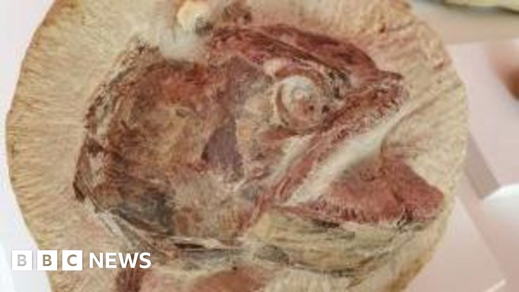 Stroud’s Museum in the Park: Pachycormus fish on display