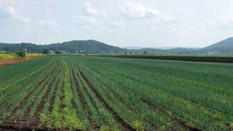 New York’s beloved ‘black dirt’ onions